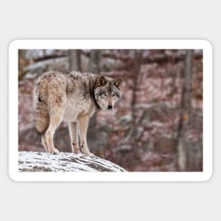 Timber Wolf On Rock Sticker